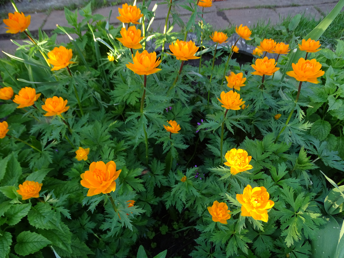 DSC00150 (700x525, 541Kb)