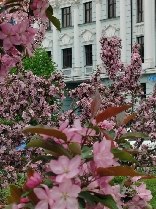 IMG20250508094448 (525x700, 180Kb)