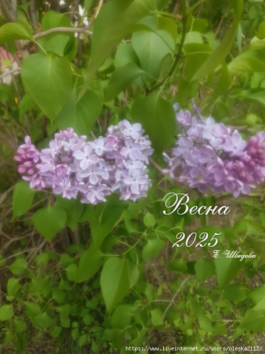 quote-2025-05-09-989b0c92543a7f16730a9d1f42ea1ecd (524x700, 271Kb)