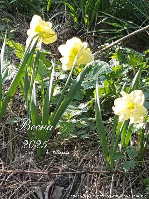 quote-2025-05-09-3d487eba9ed3ef4e06ea07de6d68796c (524x700, 390Kb)