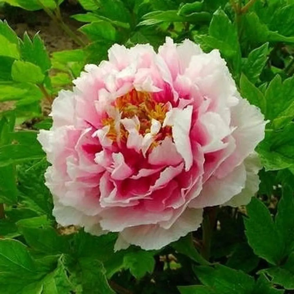 4 (600x600, 260Kb)