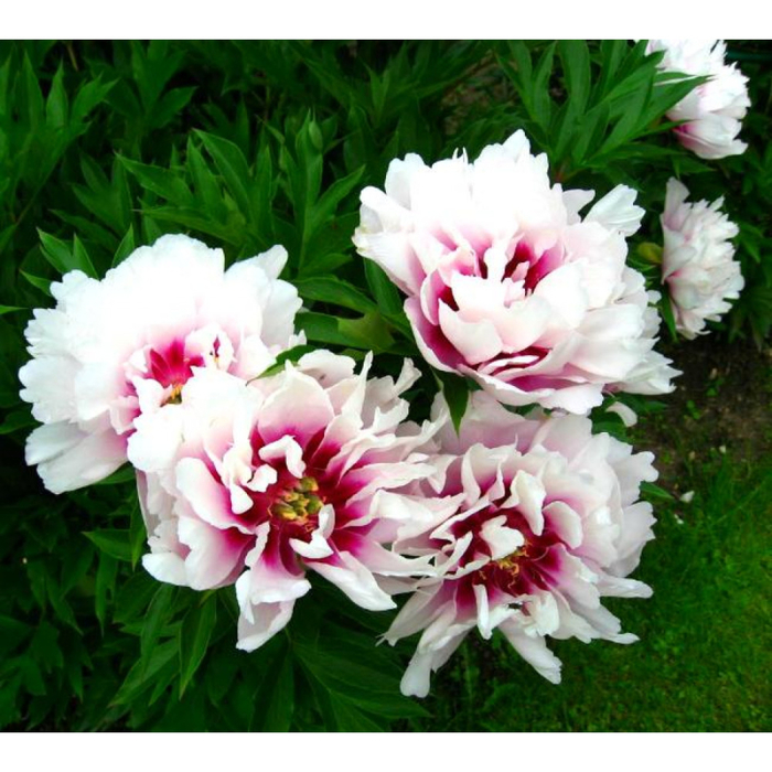 10 (700x700, 471Kb)