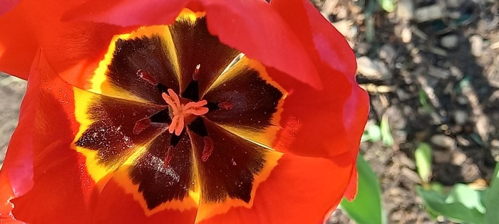 20250516_091608 (700x315, 67Kb)