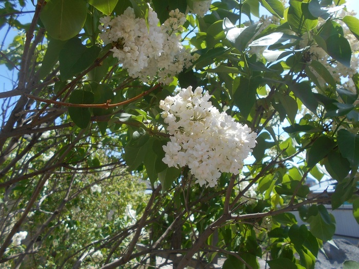 4533467_DSCN76251 (700x524, 173Kb)