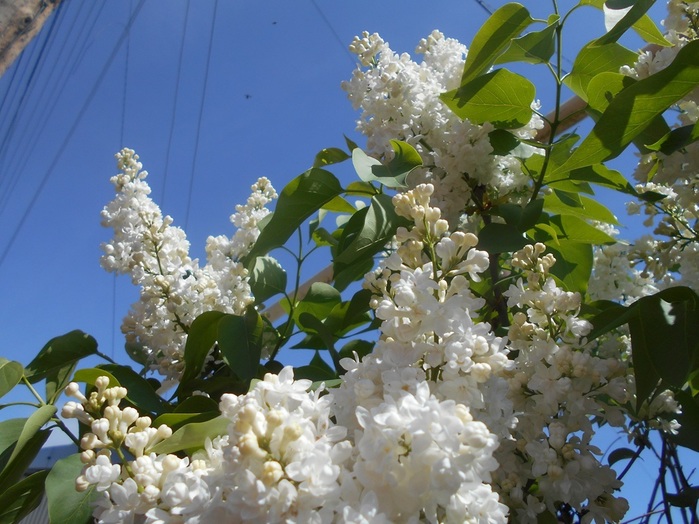 4533467_DSCN76271 (700x524, 140Kb)