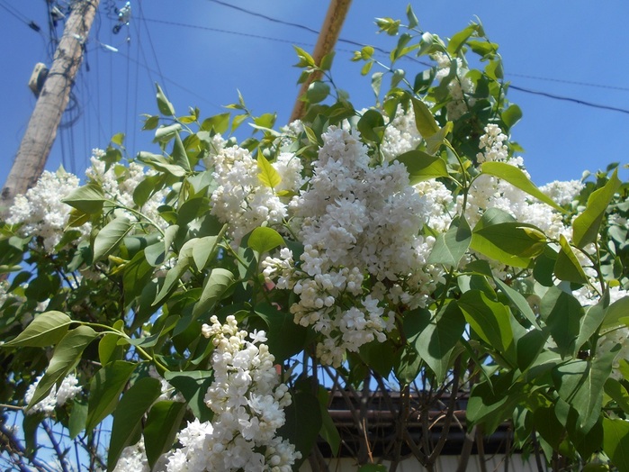 4533467_DSCN76301 (700x524, 159Kb)