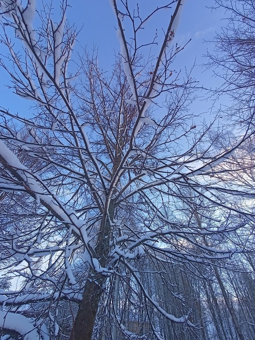 IMG20241209142802 (525x700, 250Kb)