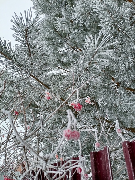 IMG20250210123711 (525x700, 257Kb)