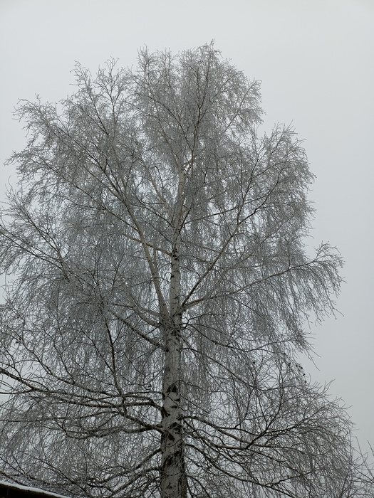 IMG20250210124232 (525x700, 197Kb)