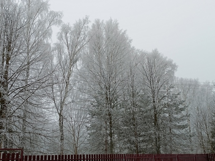 IMG20250210124543 (700x525, 196Kb)