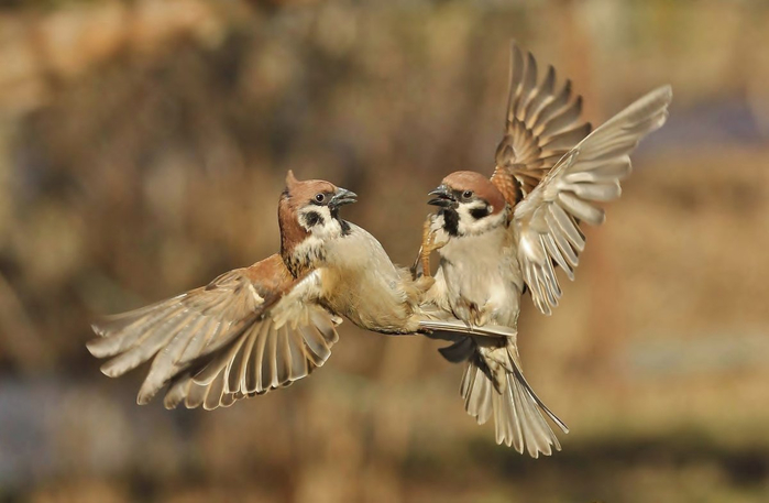 1695351179_animals-pibig-info-p-dva-vorobya-krasivo-73 (700x457, 226Kb)