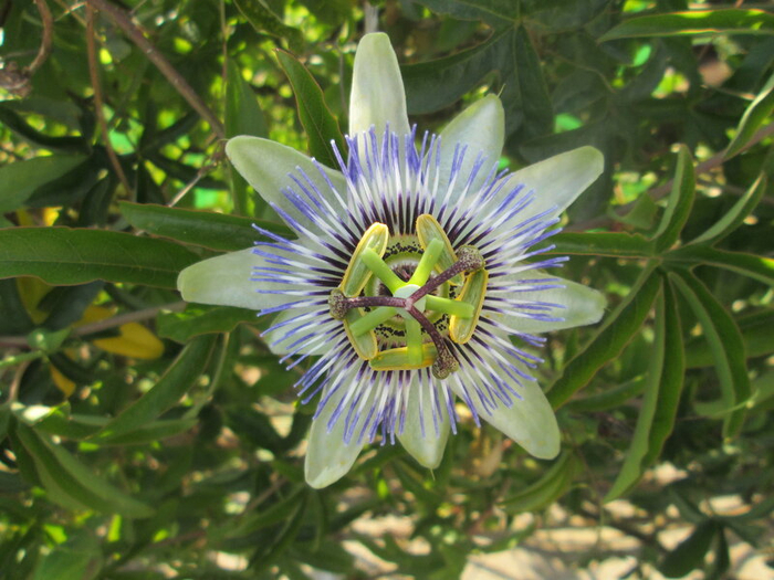 IMG_3923 (700x525, 425Kb)