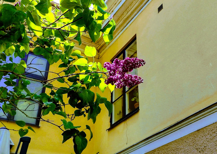 IMG_20250520_133843694_HDR (700x497, 497Kb)