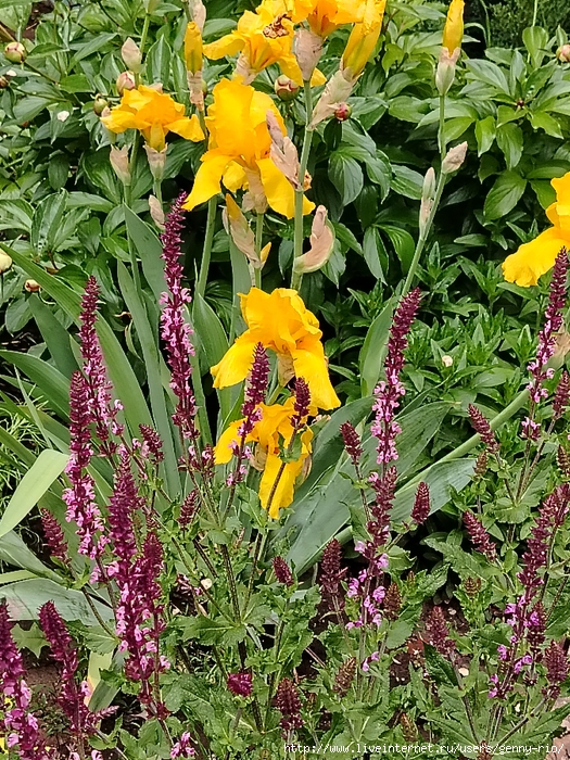 IMG_20250519_180543 (525x700, 512Kb)