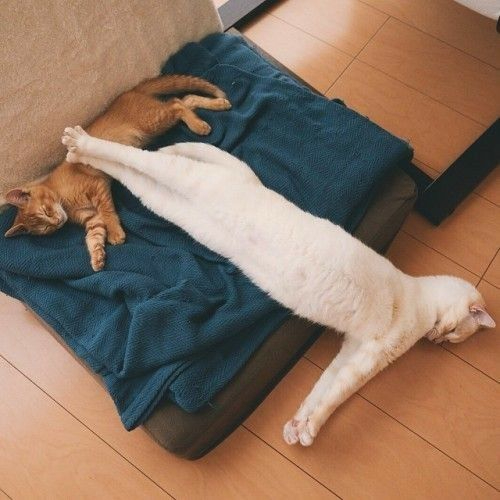 db1117566d3225303b5365f6e3434581 (500x500, 159Kb)