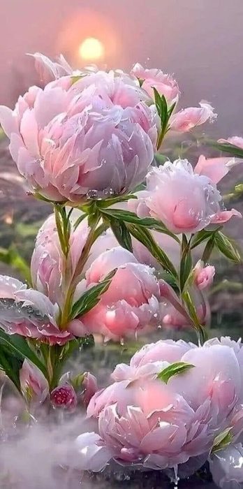 IMG_20250527_123249 (348x700, 52Kb)