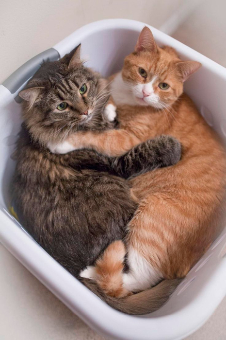 2 кота5 (466x700, 287Kb)