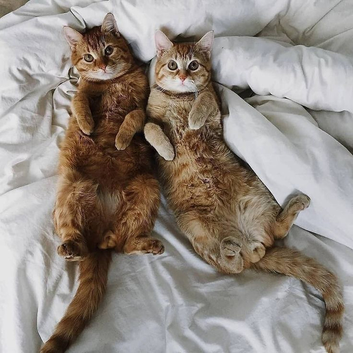2кота5 (700x700, 425Kb)