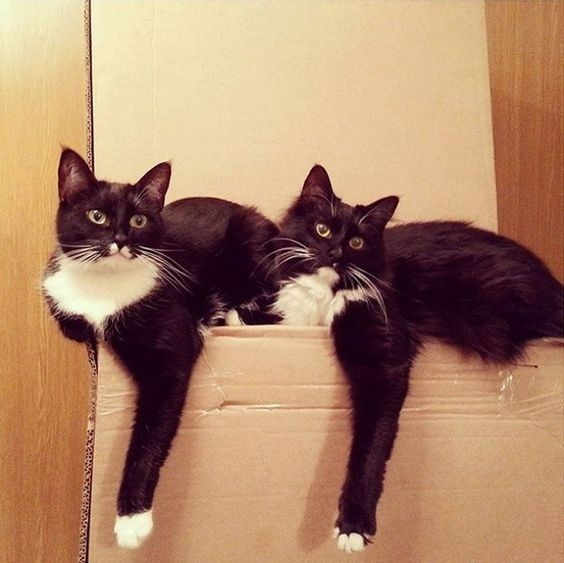 2 кота.8 (564x563, 173Kb)