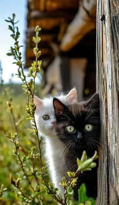 IMG-20250528-WA0034 (406x700, 33Kb)