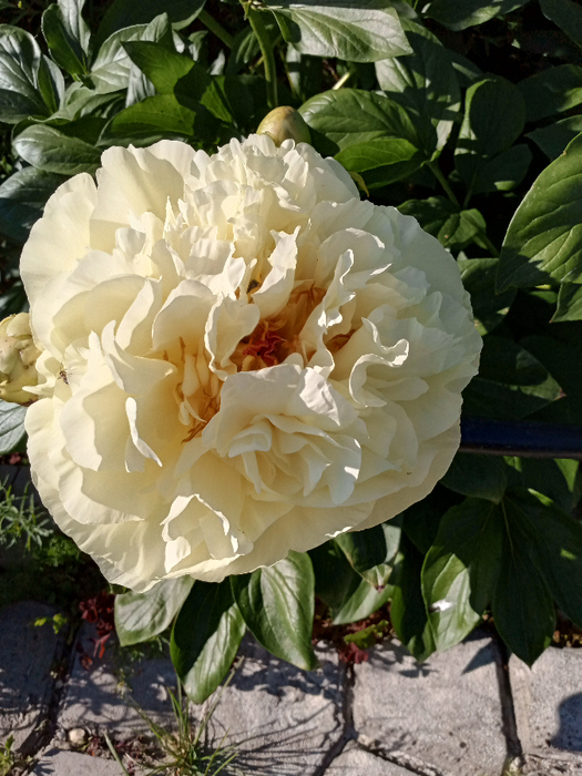 IMG_20250528_171026_925 (525x700, 457Kb)