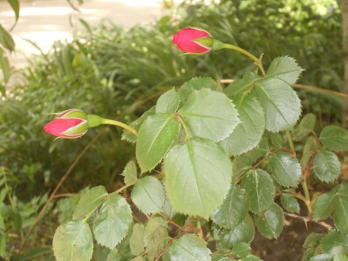 DSCN6020 (700x525, 125Kb)