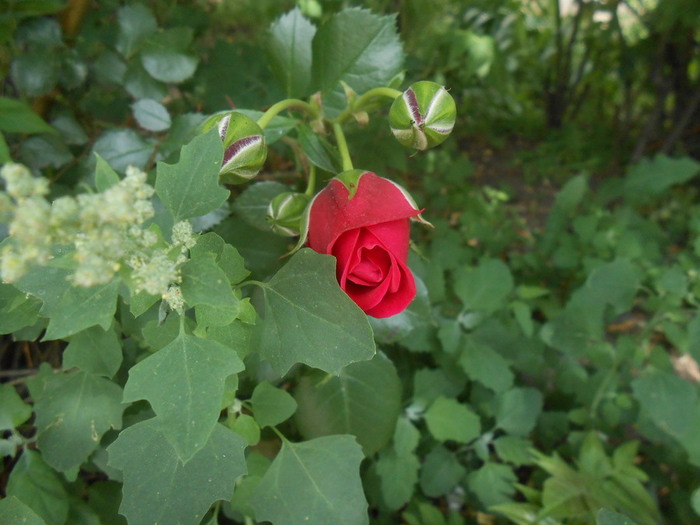 DSCN6024 (700x525, 88Kb)