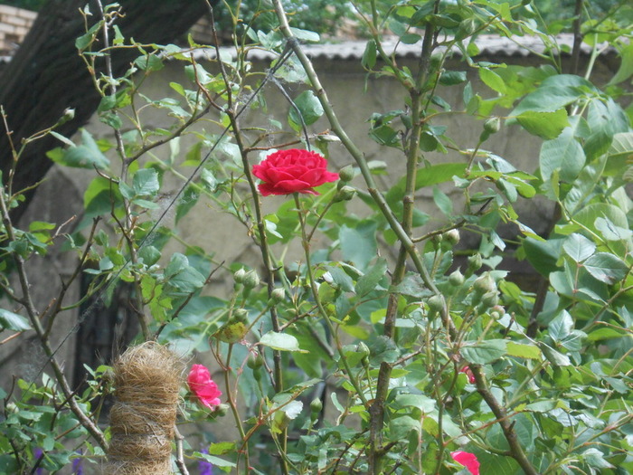 DSCN6050 (700x525, 159Kb)
