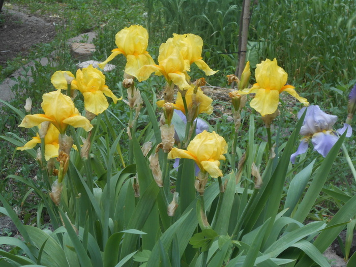 DSCN6058 (700x525, 184Kb)