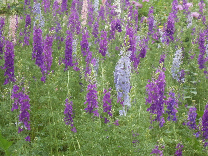 DSCN6045 (700x525, 174Kb)