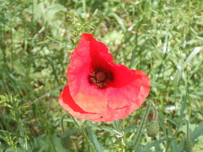 DSCN6078 (700x525, 137Kb)