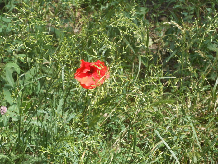 DSCN6079 (700x525, 191Kb)