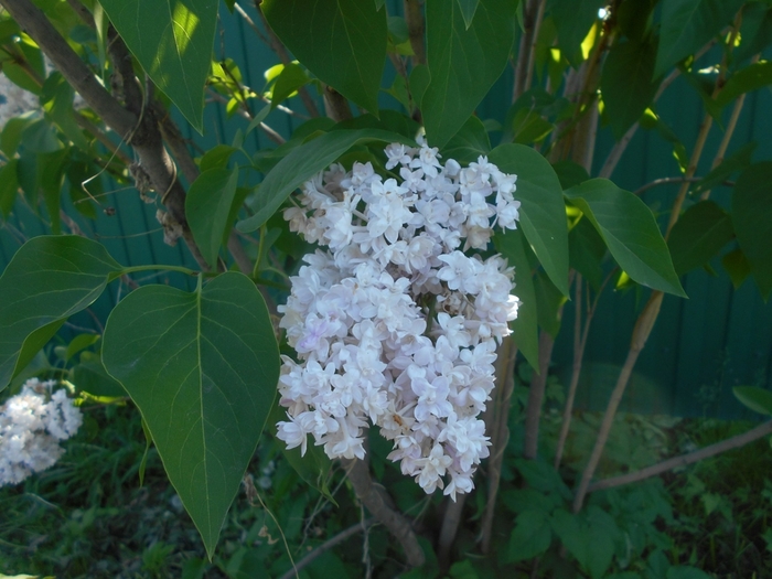 4533467_DSCN76731 (700x525, 255Kb)
