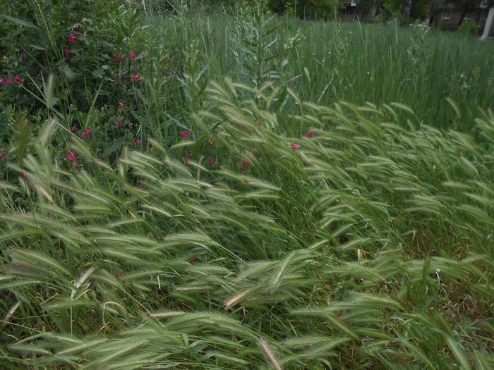 DSCN6067 (700x525, 141Kb)