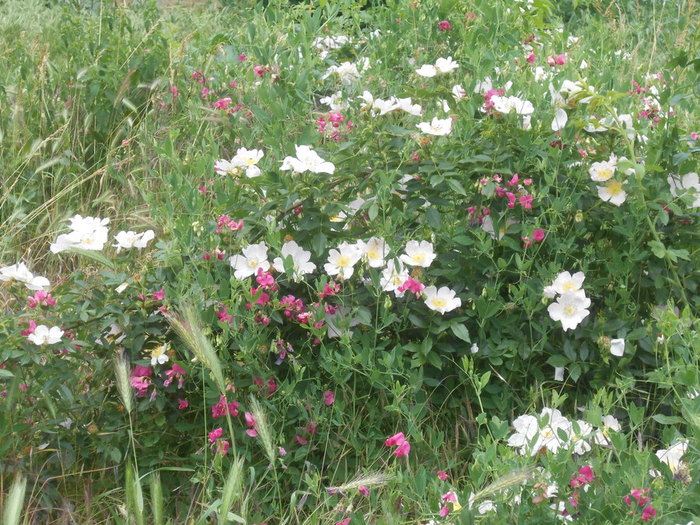 DSCN6068 (700x525, 153Kb)