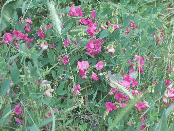 DSCN6072 (700x525, 188Kb)