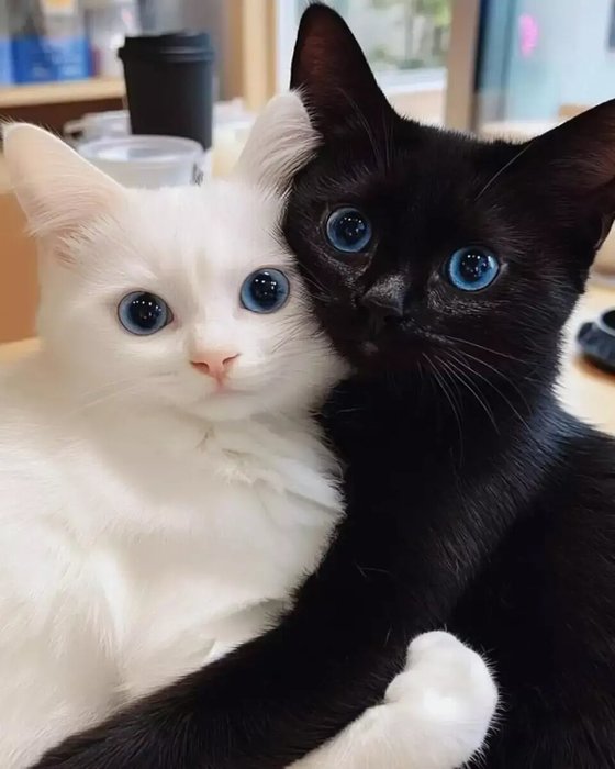  (560x700, 48Kb)