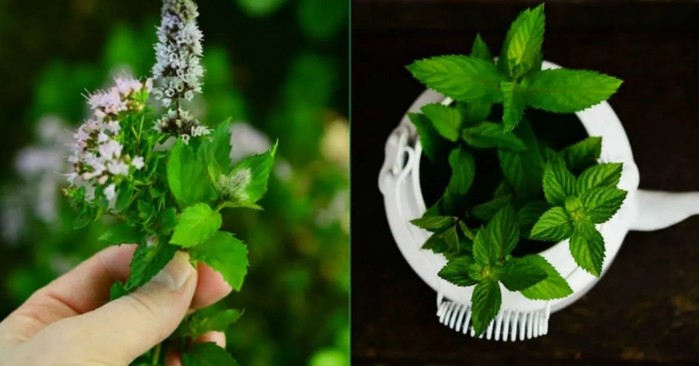 2835299_Myata_perechnaya_ot_golovnoi_boli_ (700x366, 50Kb)