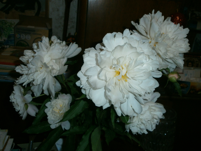 P6120115 (700x525, 364Kb)