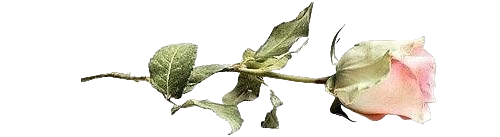 4138752_mJY5XTizhjgPhotoRoom_pngPhotoRoom (500x137, 49Kb)