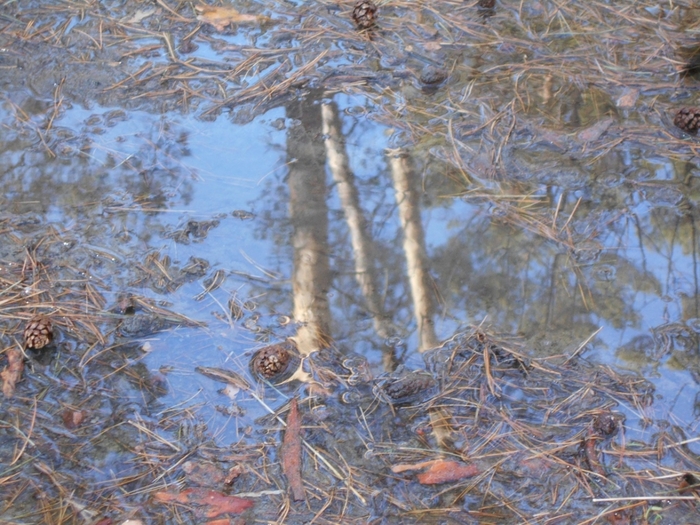 4533467_DSCN73911 (700x525, 332Kb)