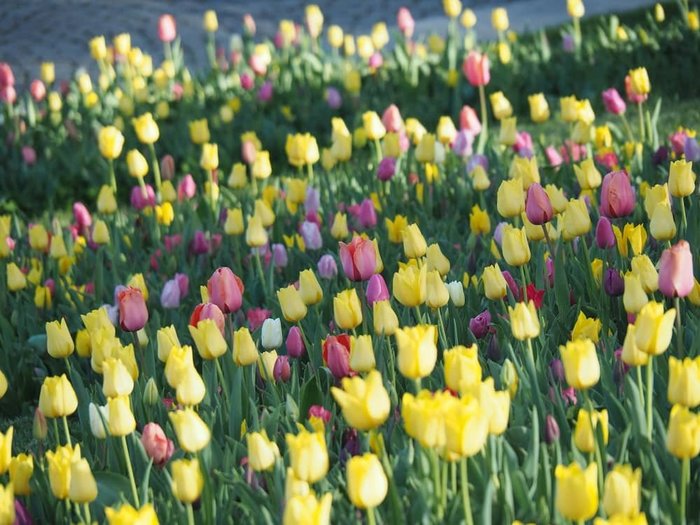 Beykoz+Park+Tulips (900x725, 91Kb)