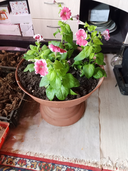 IMG_20250408_095247_904 (525x700, 445Kb)