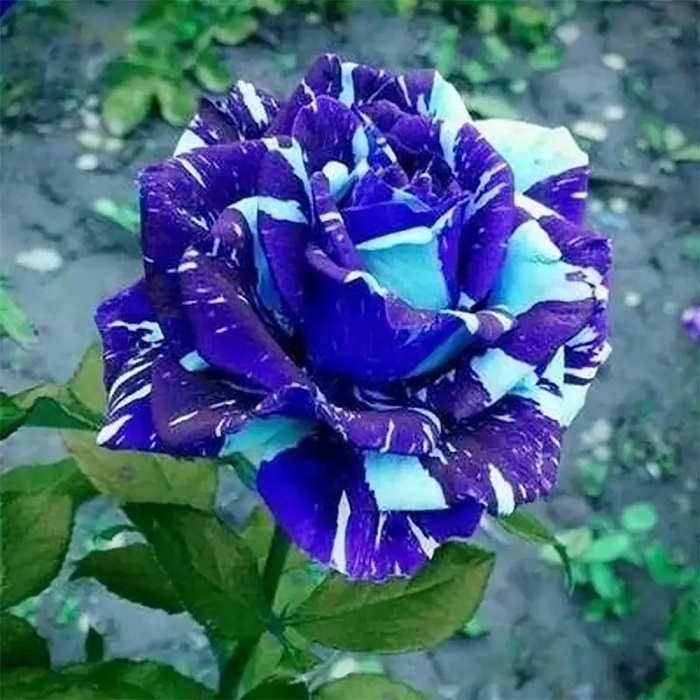 00 (700x700, 161Kb)