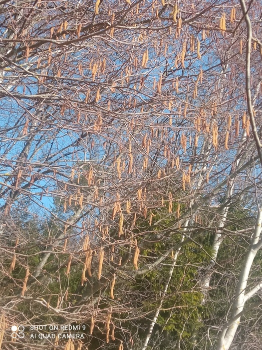 IMG_20250401_122221 (525x700, 272Kb)
