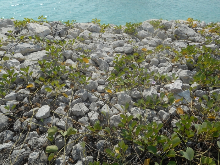 4878453_ttDSCN0260 (700x525, 369Kb)