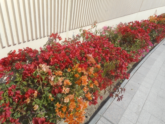 4878453_ttDSCN0266 (700x525, 352Kb)