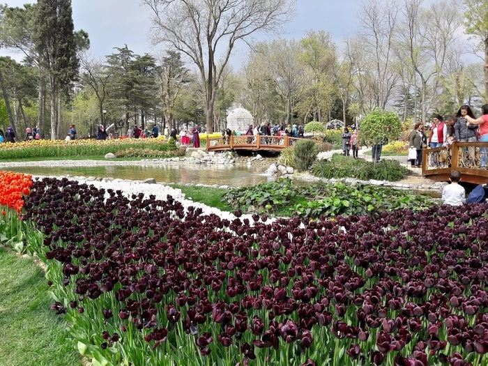 emirgan-park-tulips (900x725, 233Kb)