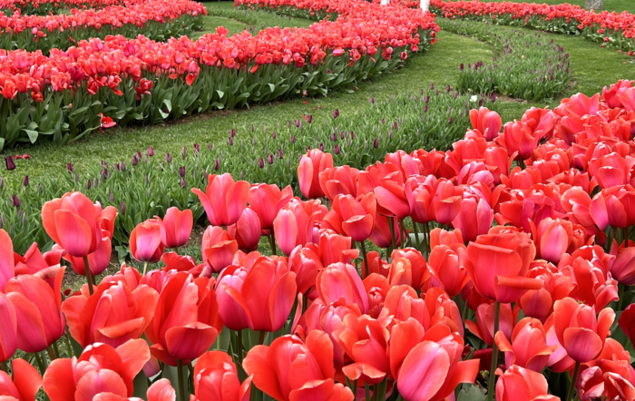 Tulips-Istanbul (900x642, 690Kb)