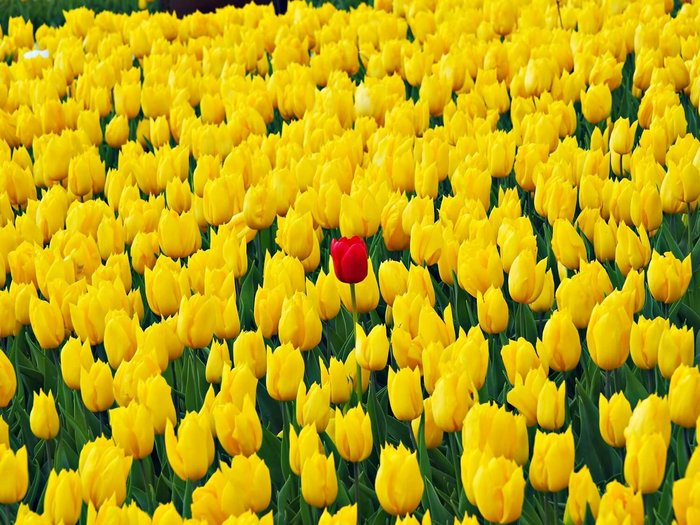 Red+Tulip+amongst+Yellow+Tulips+in+Emirgan (900x725, 106Kb)